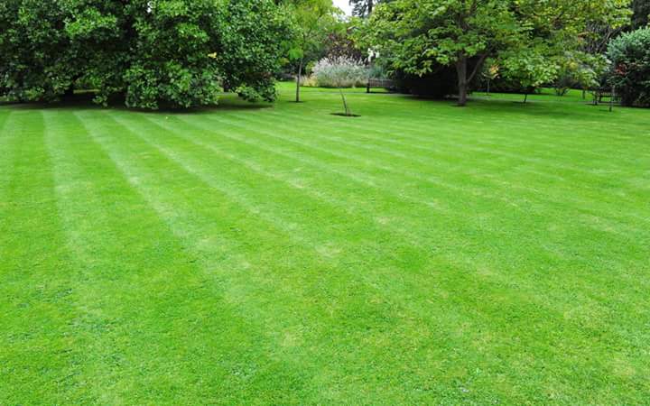 Bermuda Grass